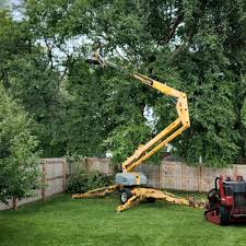 Trusted Altamont, NY Tree Removal Experts