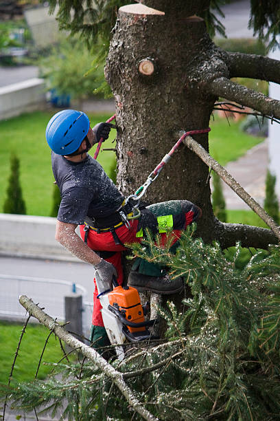 Best Tree Disease Treatment  in Altamont, NY